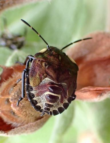 Réf. 349 551 : Carpocoris sp.